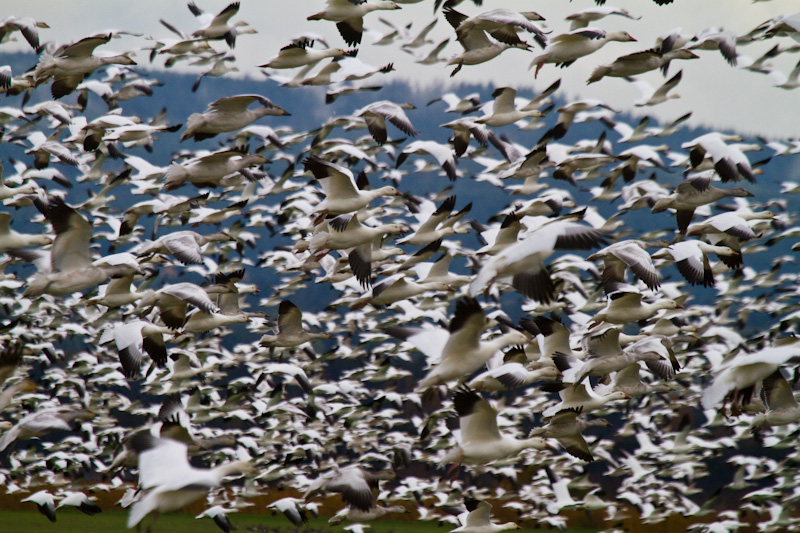 Snow Geese Flock Taking Off